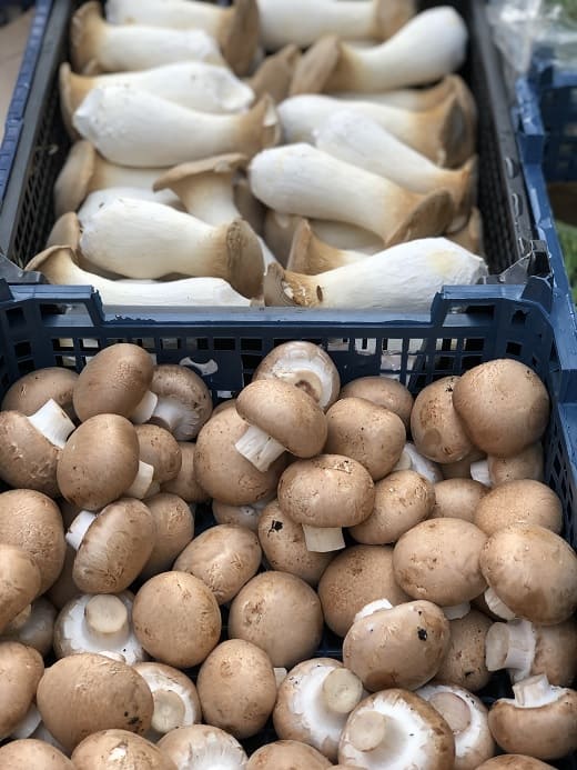 Pilze Champignon Steinpilz Pilzkörbe, Pilzernte