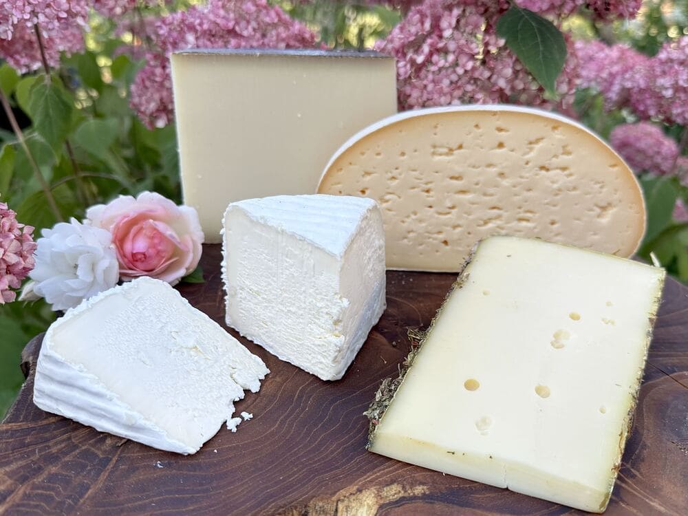 Aufgeschnittener Mont D'Or. ein Kuhmilch Weichkäse