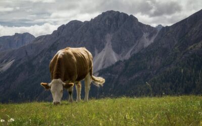 Klimafreundlicher Käse? Kühe, Käse & Klimaschutz – warum Deine Käsewahl mehr bewirkt, als Du denkst