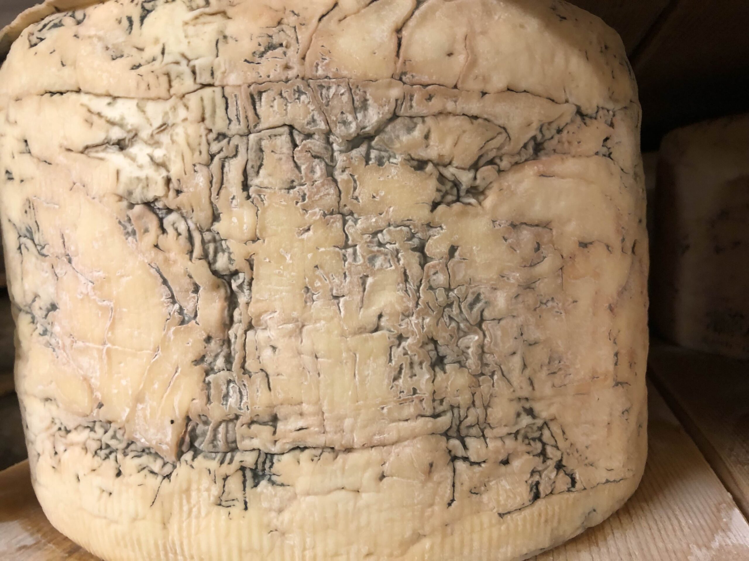 Gorgonzola_Blauschimmelkäse Gorgonzola