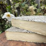 Saint Nectaire französischer Käse
