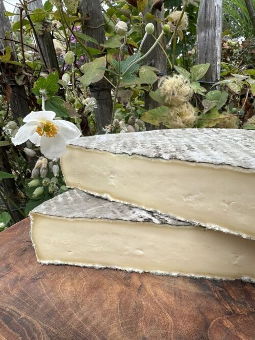 Saint Nectaire französischer Käse